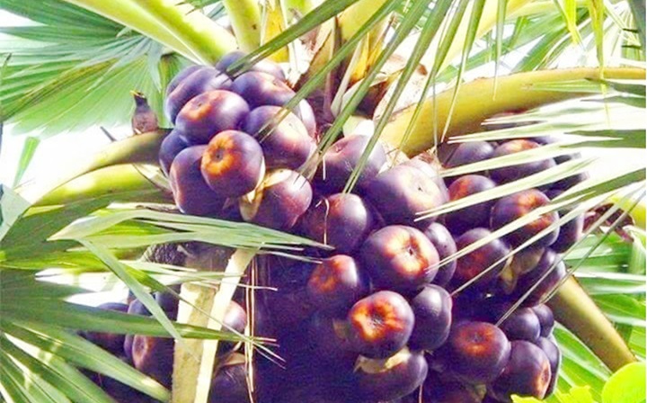 মাধবপুরে গাছে গাছে ঝুলছে পাকা তাল