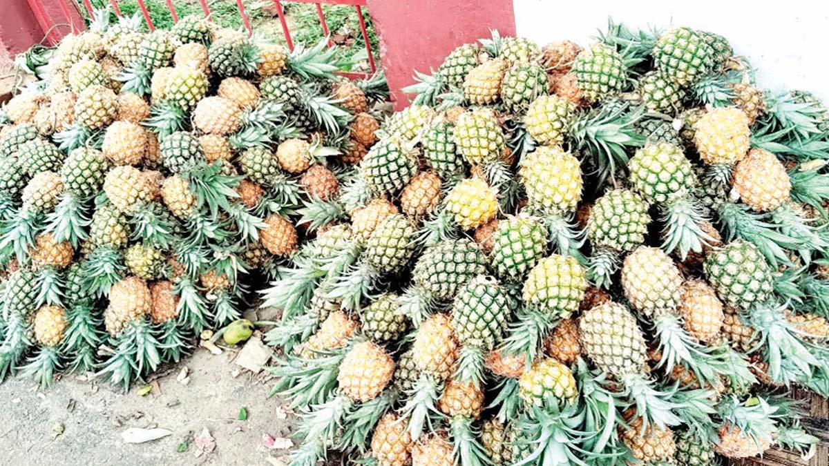 চা ও আনারসে খ্যাতি বাড়ছে শ্রীমঙ্গলের 