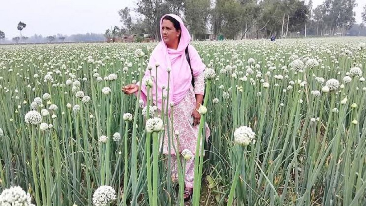 পেঁয়াজ বীজ চাষে কোটিপতি সাহিদা