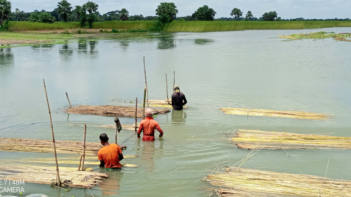 চাষিরা নদীনালা ও খালবিলে পাটের আঁশ ছাড়ানোর কাজ করছেন। ছবি- রূপালী বাংলাদেশ