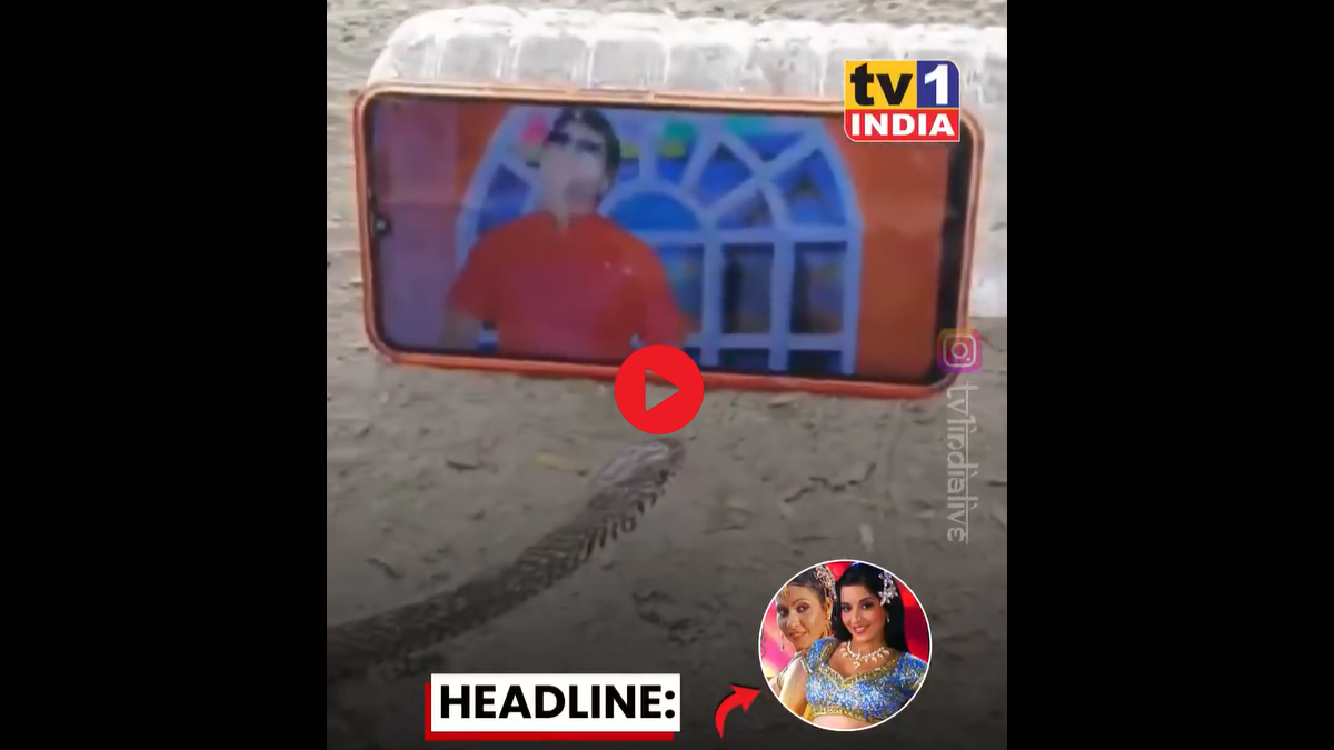 ভোজপুরি গানের ভিডিও দেখে থমকে গেল বিষাক্ত সাপ! 