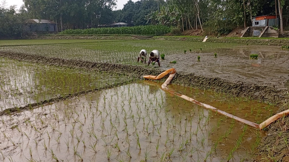 সারিয়াকান্দিতে বোরো রোপণে ব্যস্ত কৃষক