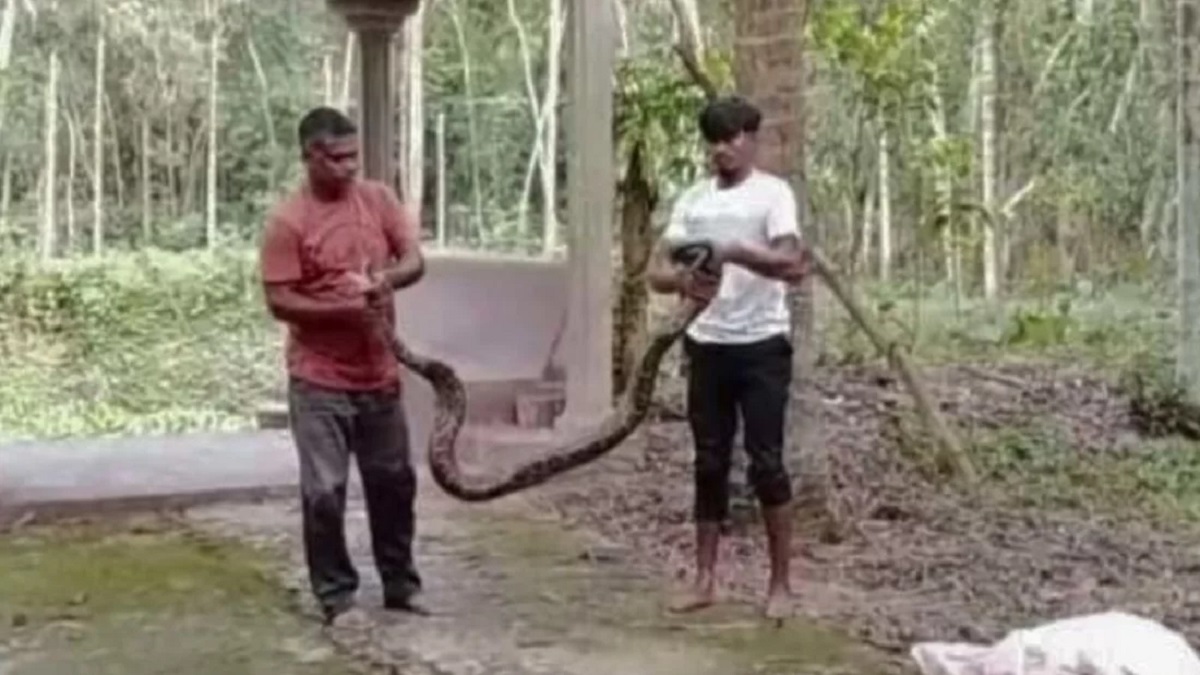বাড়ির পুকুরে মিলল বিশাল অজগর