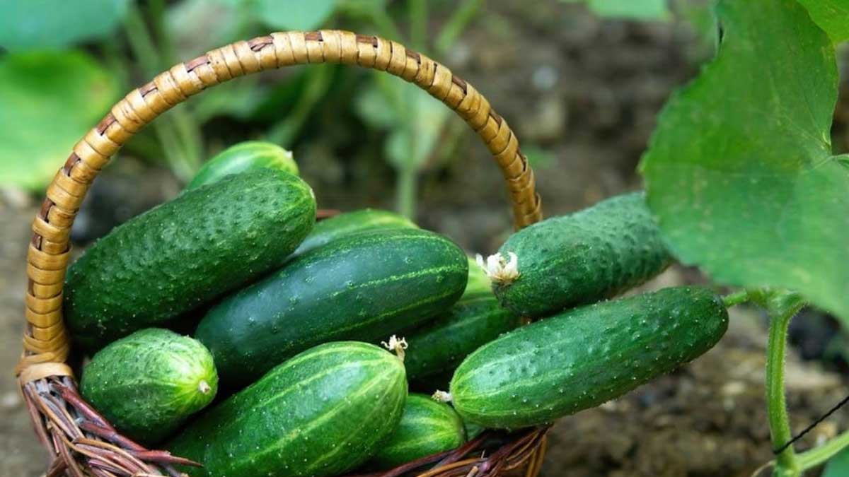 ঝুড়িতে খিরা। ছবি- সংগৃহীত