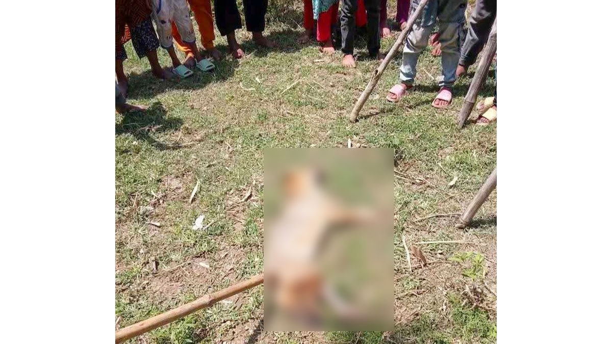 একটি শিয়ালকে পিটিয়ে মেরে ফেলেন এলাকাবাসী। ছবি- রূপালী বাংলাদেশ