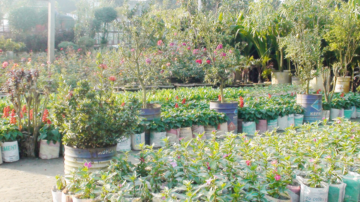 নার্সারি। ছবি- সংগৃহীত