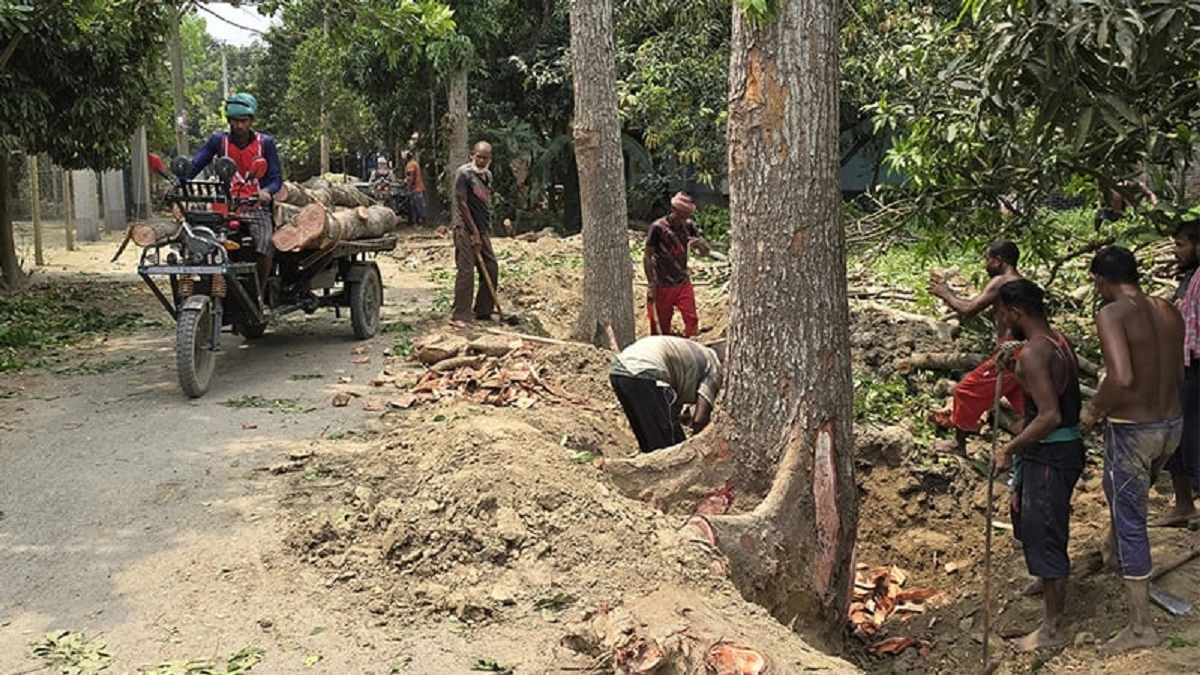 বিএনপি নেতাদের বিরুদ্ধে সড়কের গাছ কাটার অভিযোগ