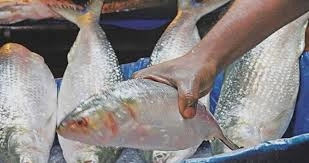 গ্রামাঞ্চলের হাটে দেখা  মেলে না ইলিশের
