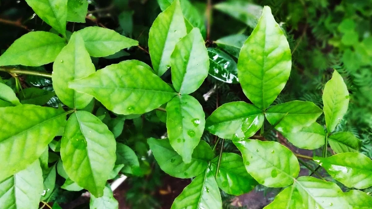 বেল পাতার উপকারিতা