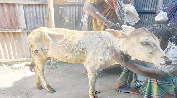 লাম্পি স্কিনে দেড় মাসে  শতাধিক গরুর মৃত্যু