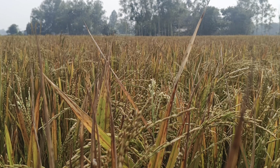 ছবি- রূপালী বাংলাদেশ