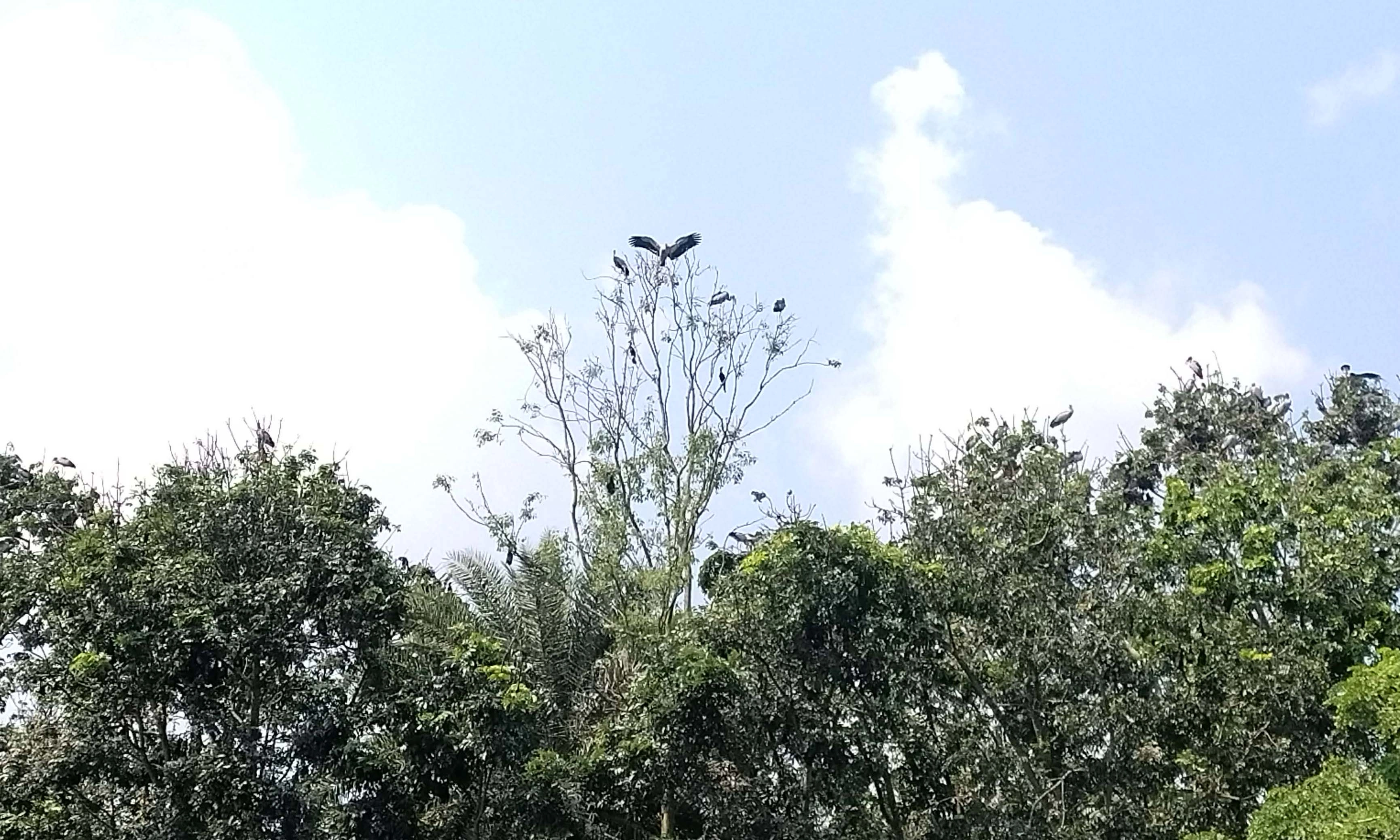 রাজবাড়ী সদর উপজেলার বাণীবহ ইউনিয়নের শিবরামপুর গ্রাম এখন অতিথি পাখির কলতানে মুখর। ছবি- রূপালী বাংলাদেশ