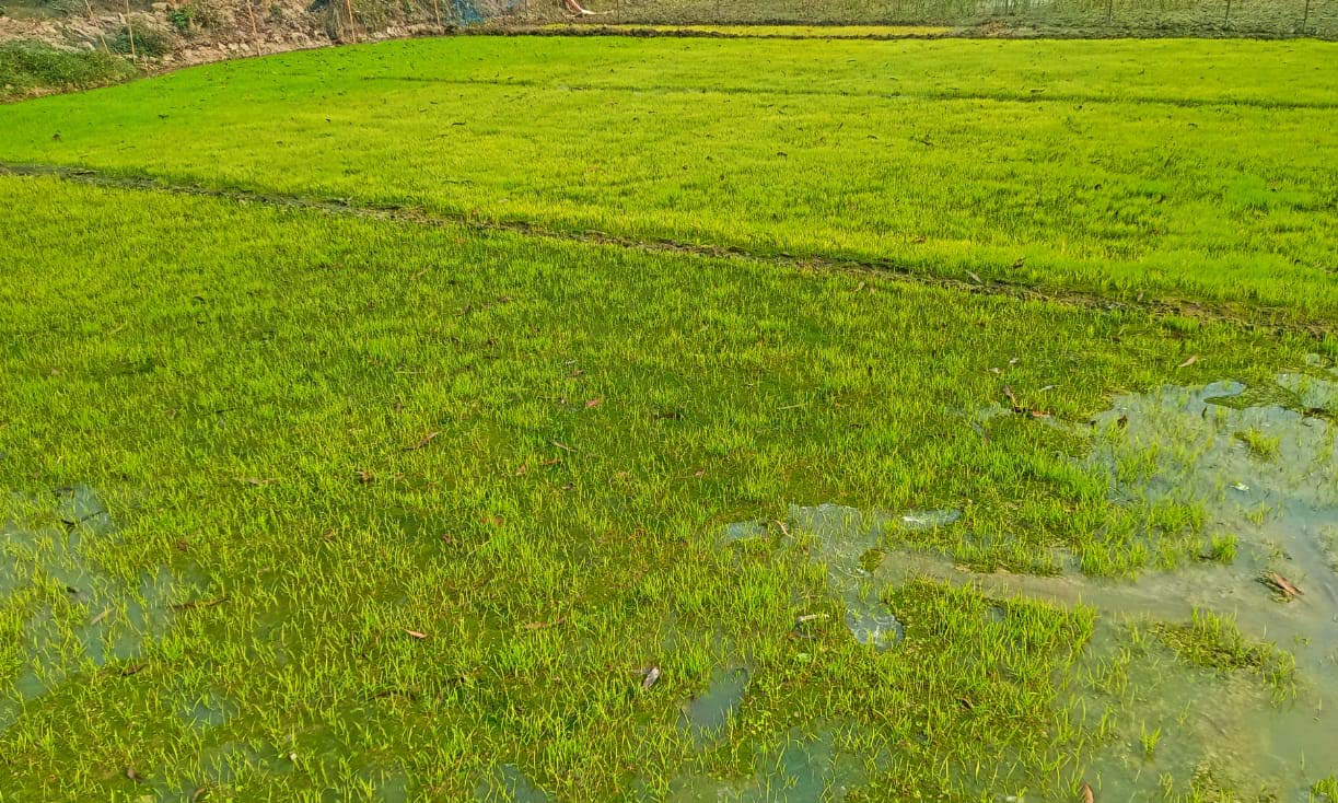 ছবি- রূপালী বাংলাদেশ