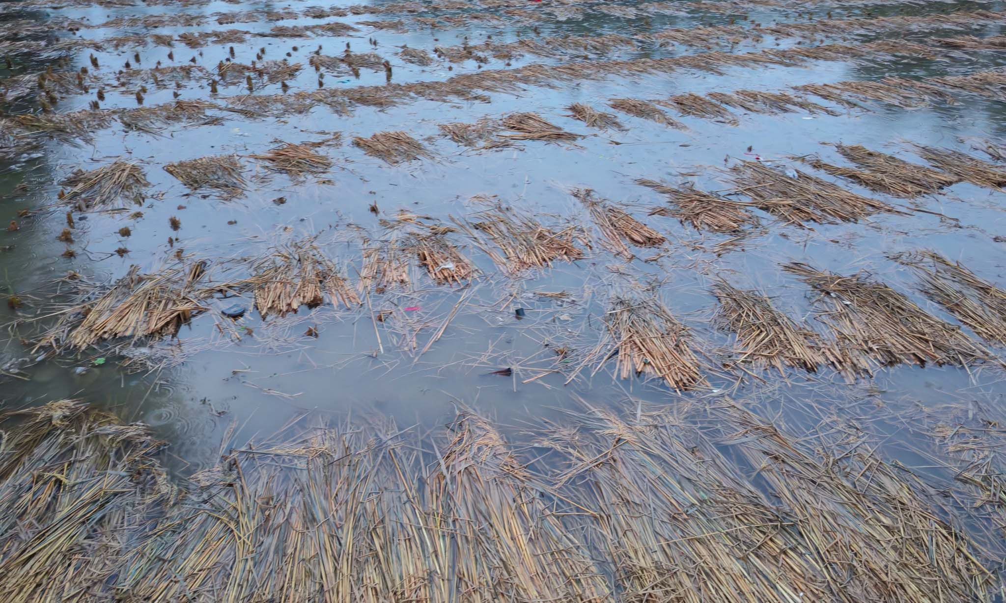ঠাকুরগাঁওয়ে  অসময়ের বৃষ্টিতে কৃষির ব্যাপক ক্ষতি। ছবি- রূপালী বাংলাদেশ