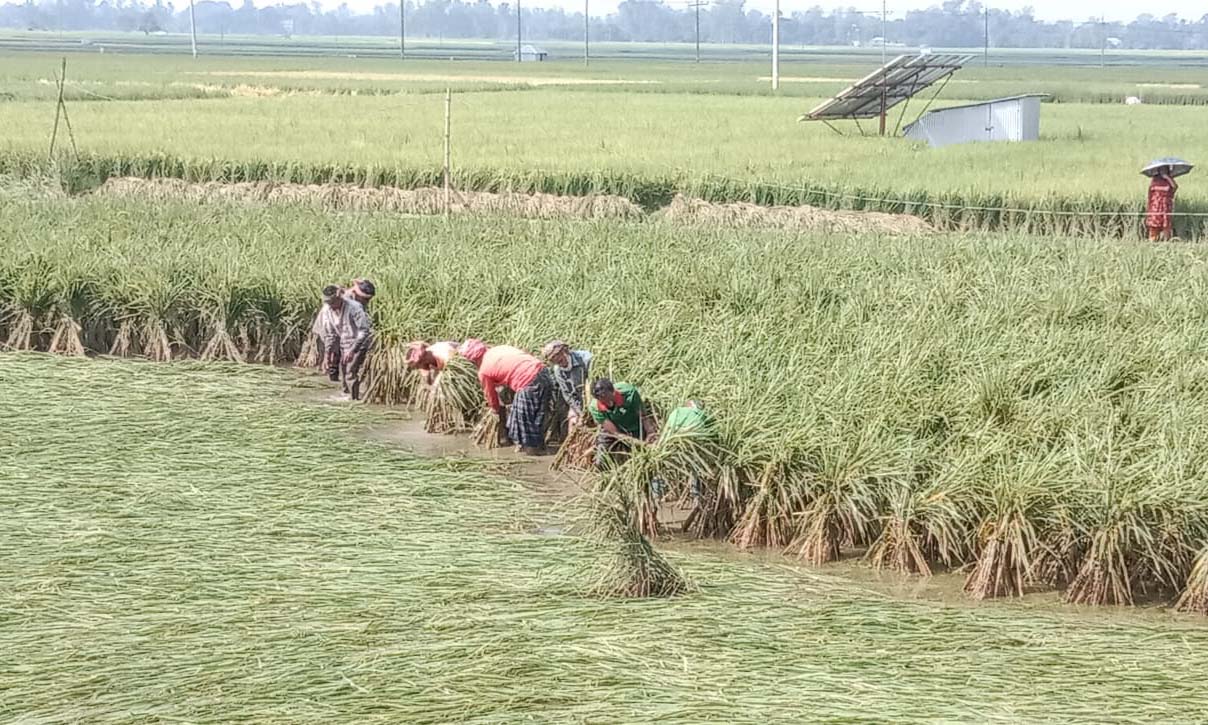 স্বপ্ন বাঁচাতে লড়ছে কৃষকরা। ছবি- রূপালী বাংলাদেশ