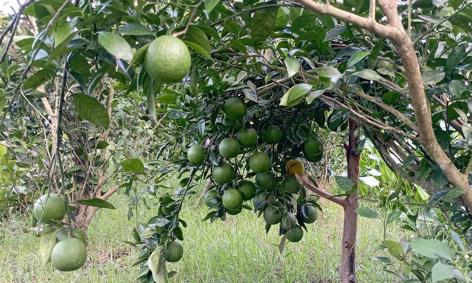 মাল্টা চাষে সফলতা পাচ্ছেন পিরোজপুরের চাষিরা। ছবি- রূপালী বাংলাদেশ