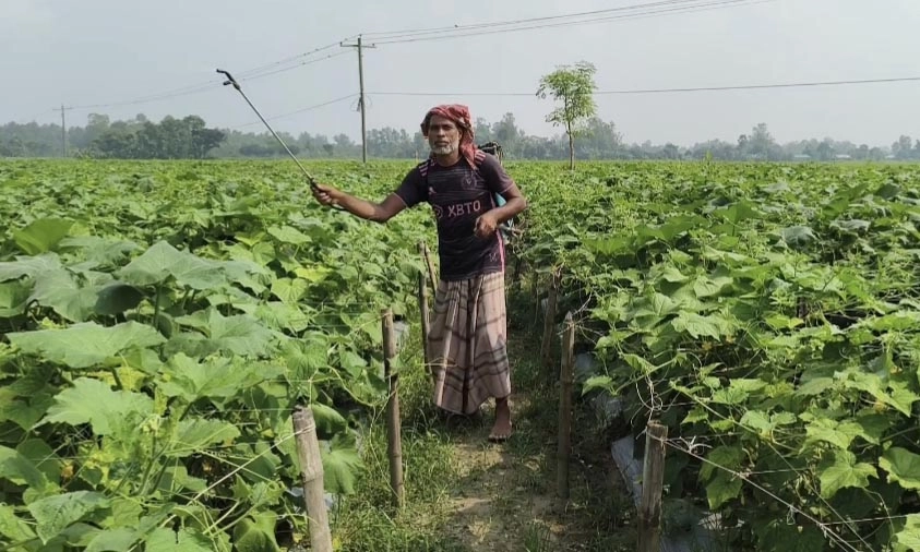 আগাম শীতকালীন সবজি চাষে ব‍্যস্ত কৃষকরা। ছবি- রূপালী বাংলাদেশ