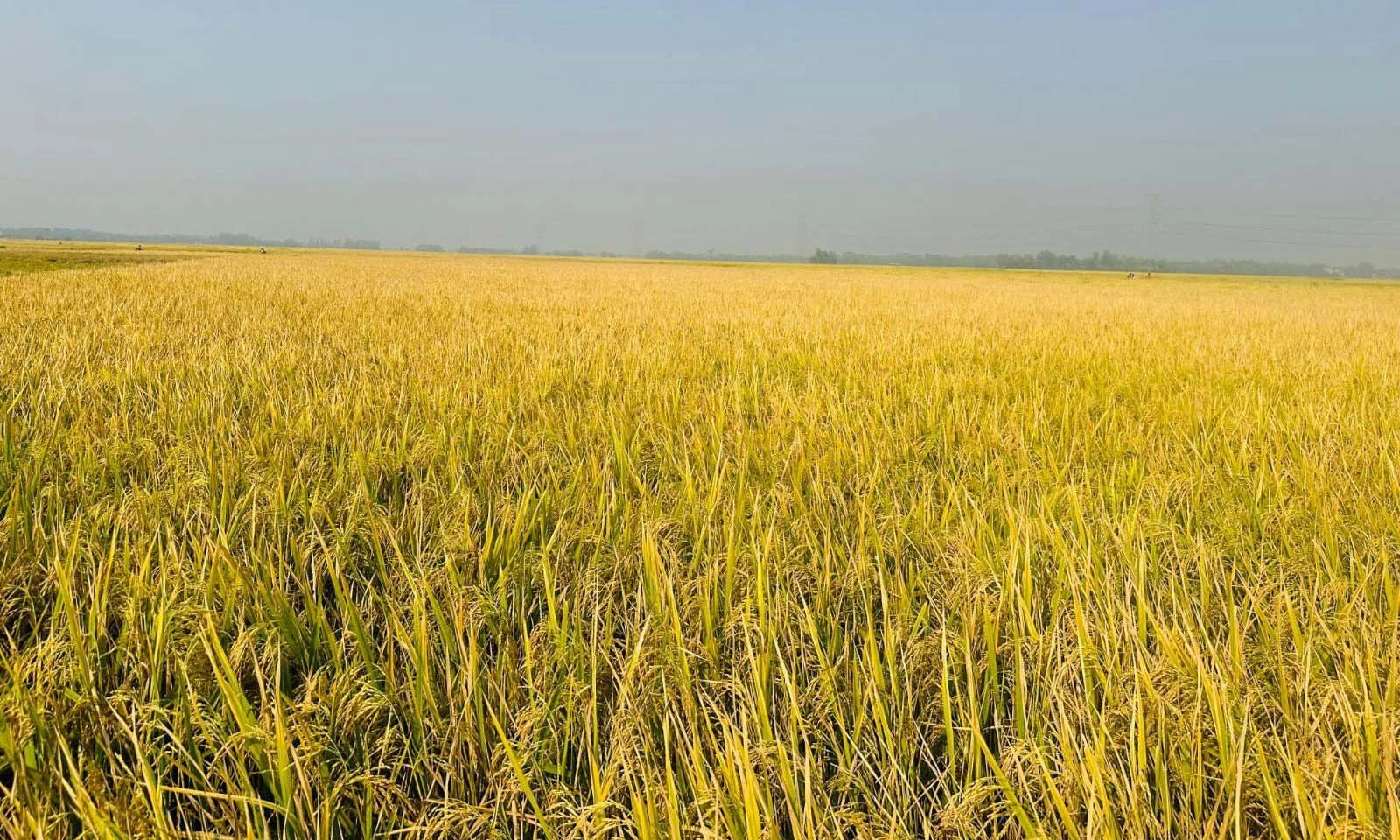 ছবি- রূপালী বাংলাদেশ