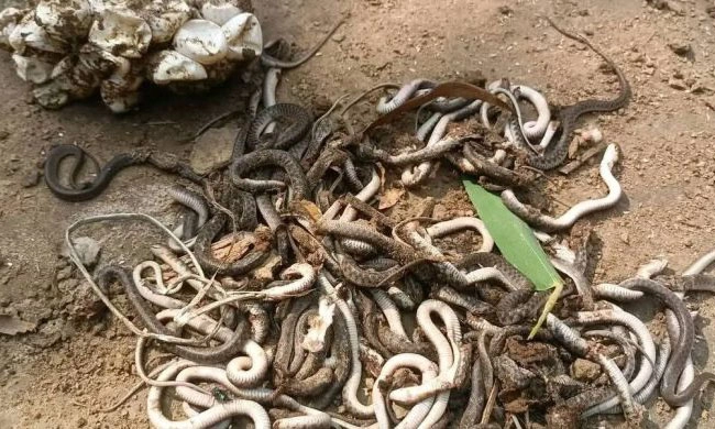 ছবি : রূপালী বাংলাদেশ
