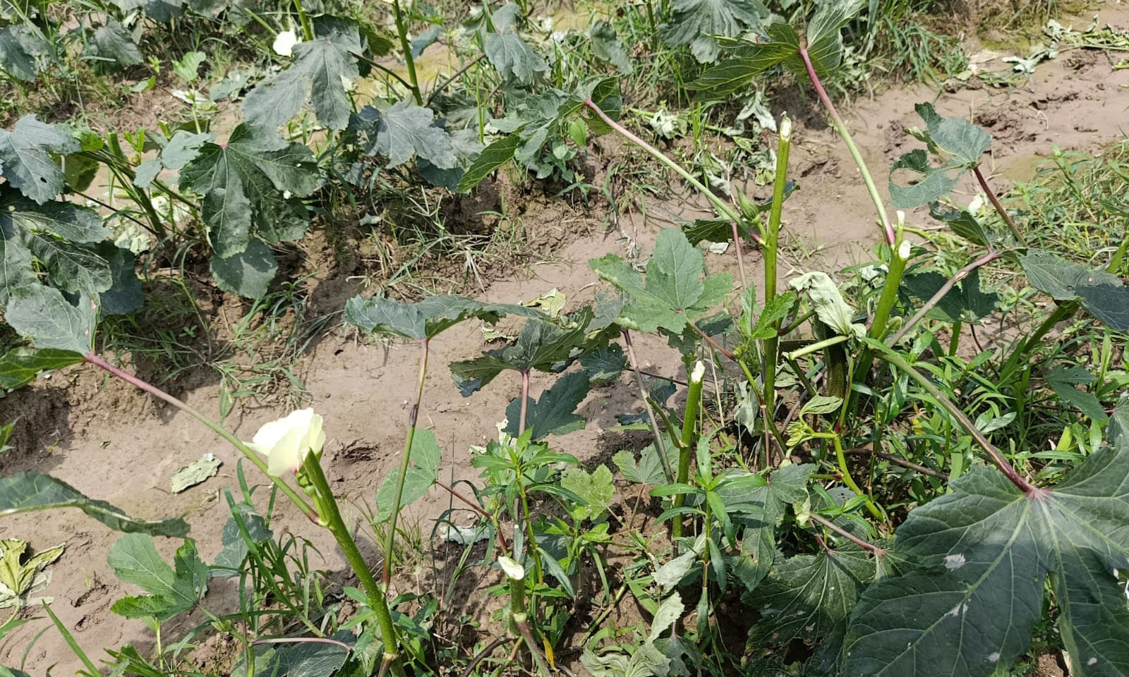 ছবি: রূপালী বাংলাদেশ