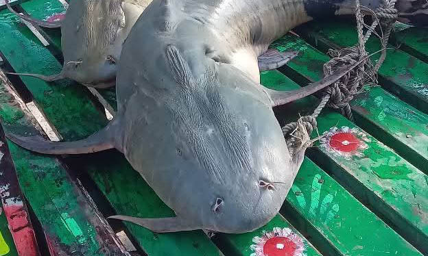যমুনায় ধরা পড়ল ৩ বাঘাইড়। ছবি- রূপালী বাংলাদেশ