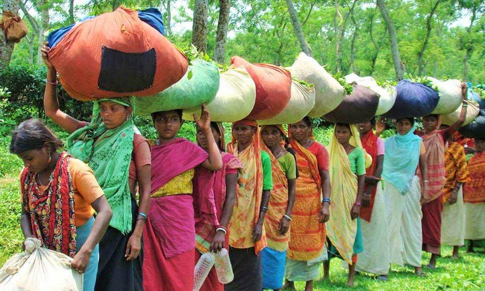শিক্ষা, স্বাস্থ্যসহ প্রায় সব ক্ষেত্রেই পিছিয়ে নারী চা শ্রমিকরা। ছবি : সংগৃহীত