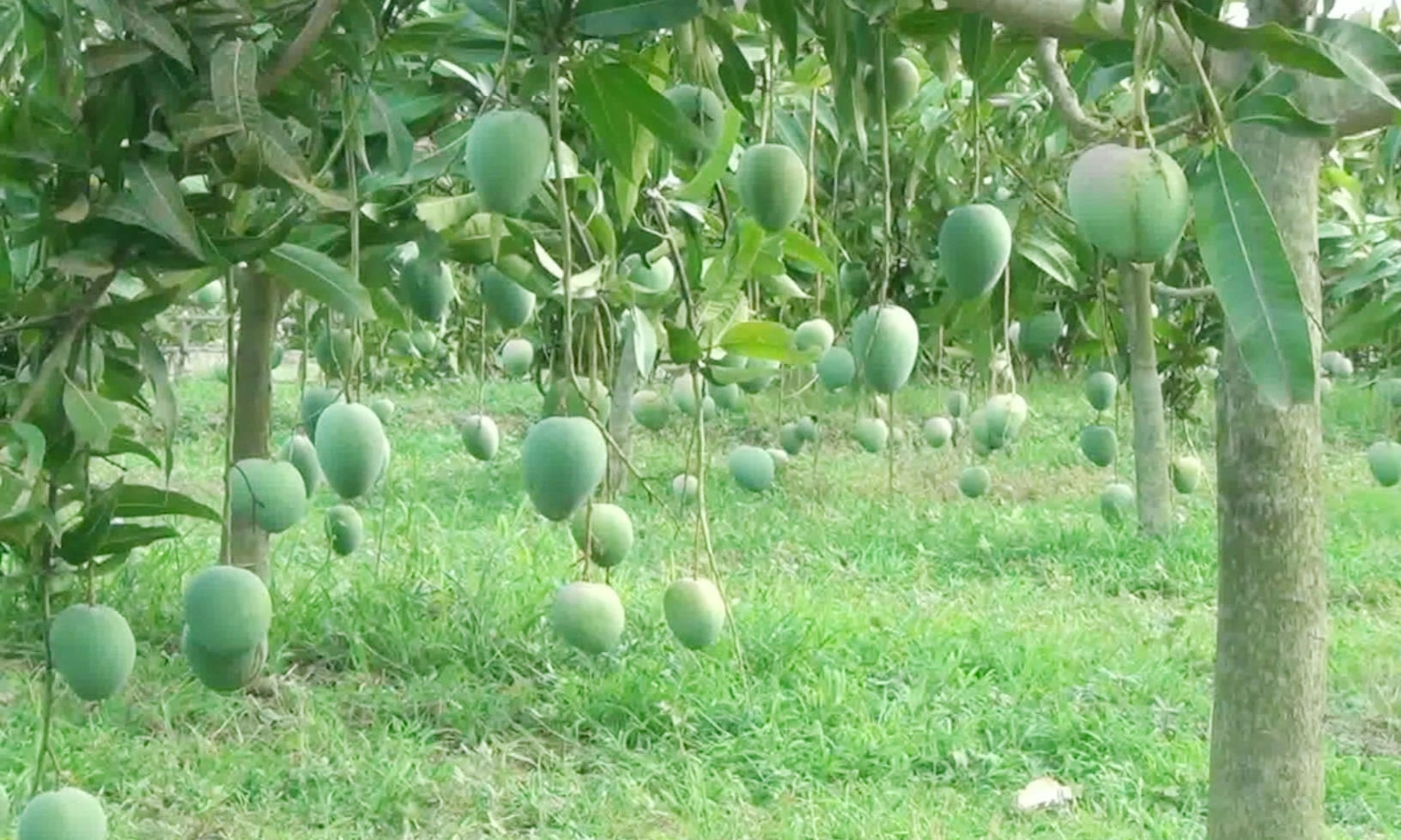 নওগাঁয় ২২ মে থেকে আম সংগ্রহ শুরু। ছবি : রূপালী বাংলাদেশ
