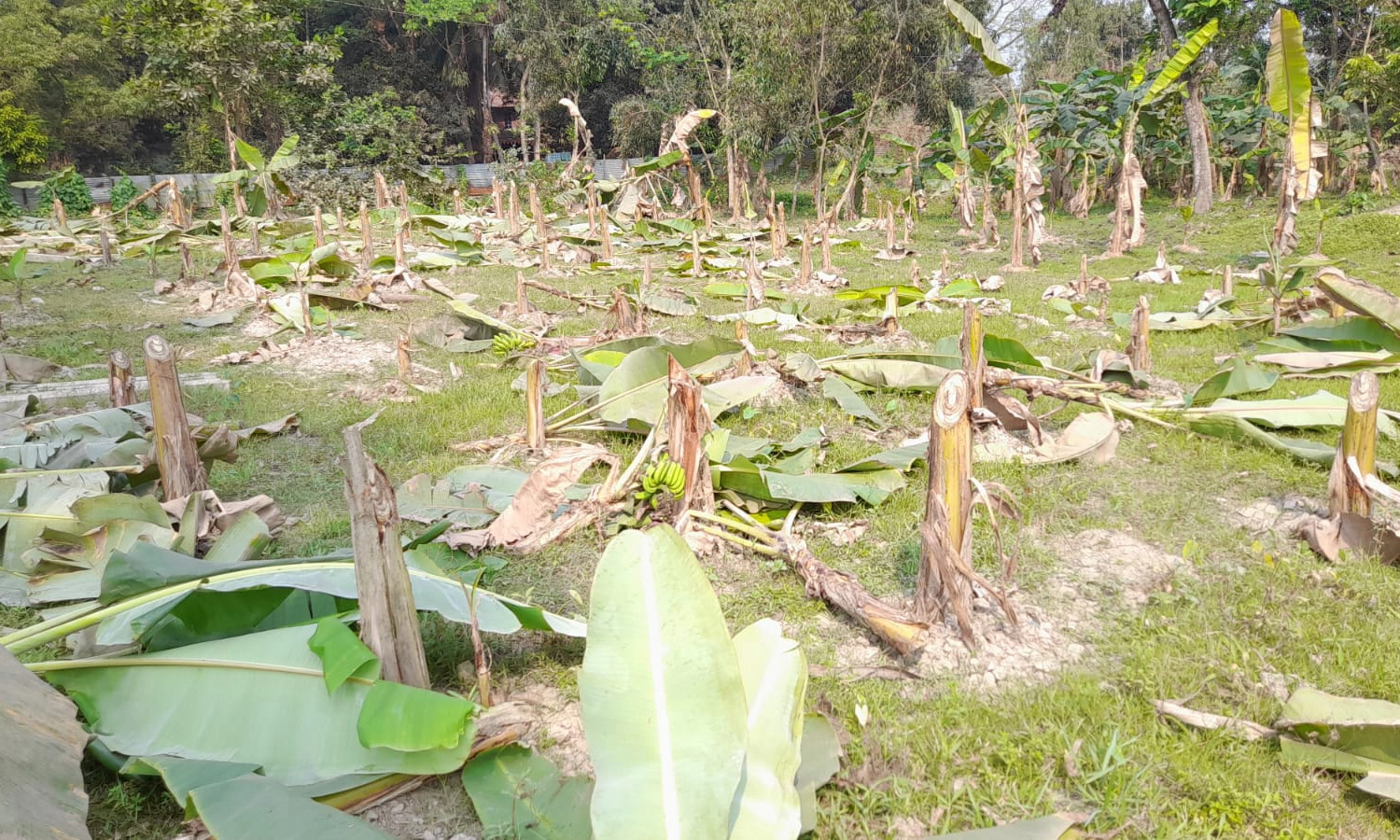গাছের সঙ্গে শত্রুতা। ছবি :  রূপালী বাংলাদেশ