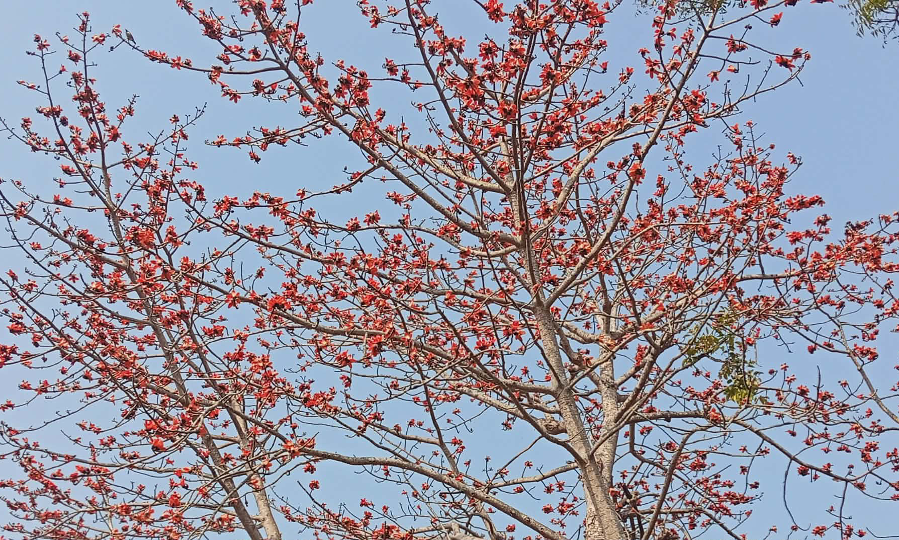 শিমুল গাছের আর তেমন দেখা মেলে না রাঙামাটির রাজস্থলীতে। ছবি : রূপালী বাংলাদেশ
