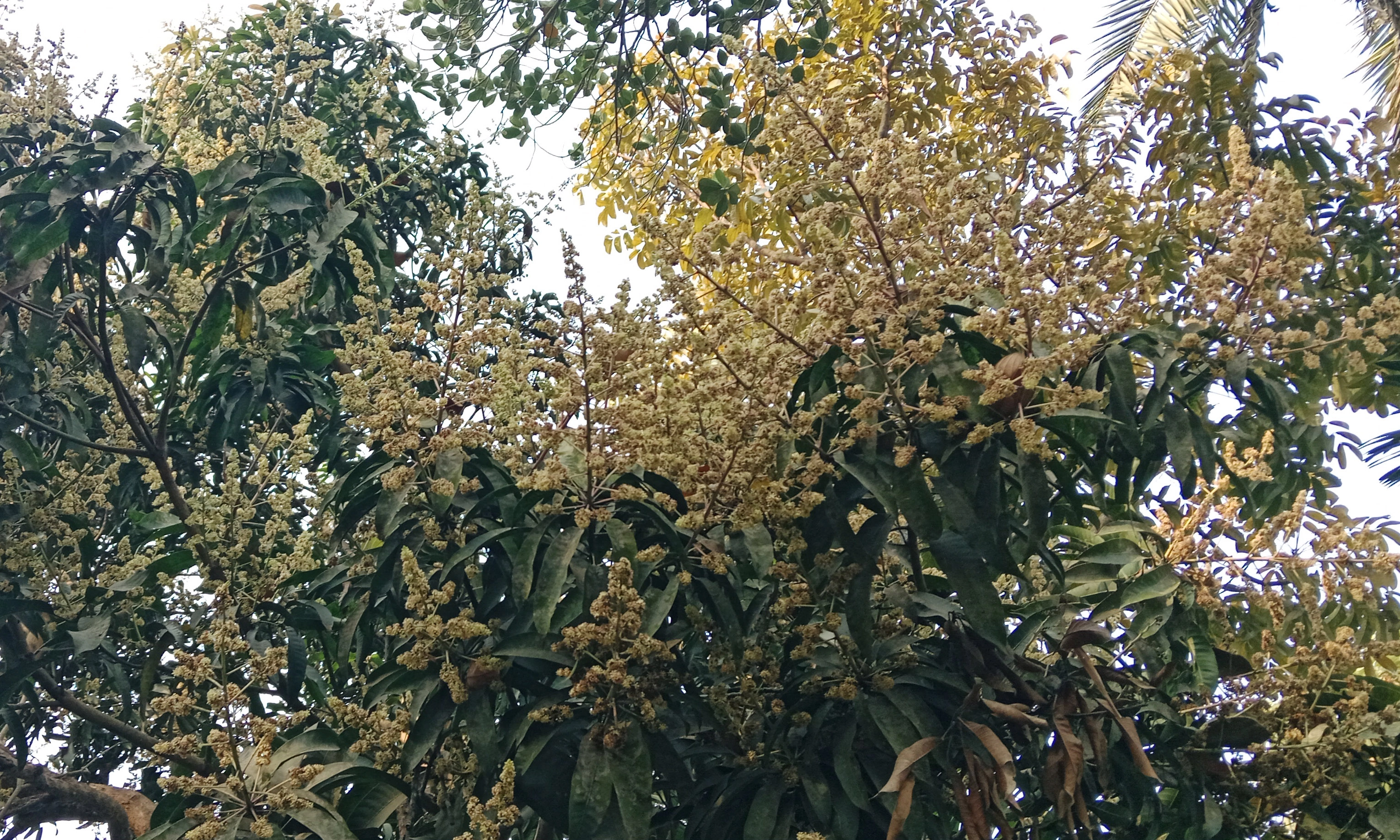 আমের মুকুলের ম-ম গন্ধে ভারী নাগরপুরের বাতাস। ছবি : রূপালী বাংলাদেশ