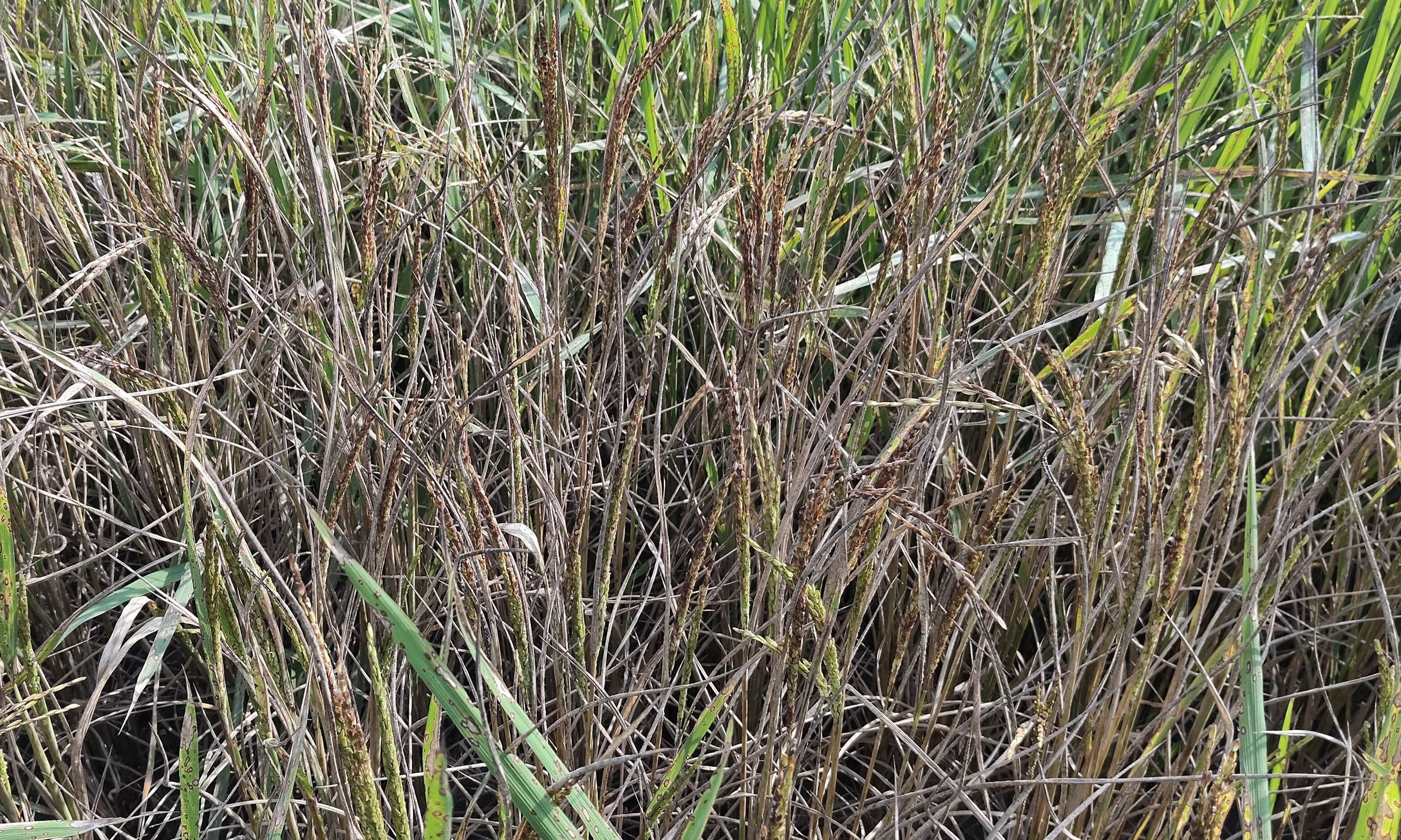 ধানের সাথে শত্রুতা। ছবি- রূপালী বাংলাদেশ