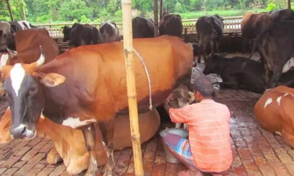 মিল্কভিটায় দুধ সরবরাহ বন্ধ 