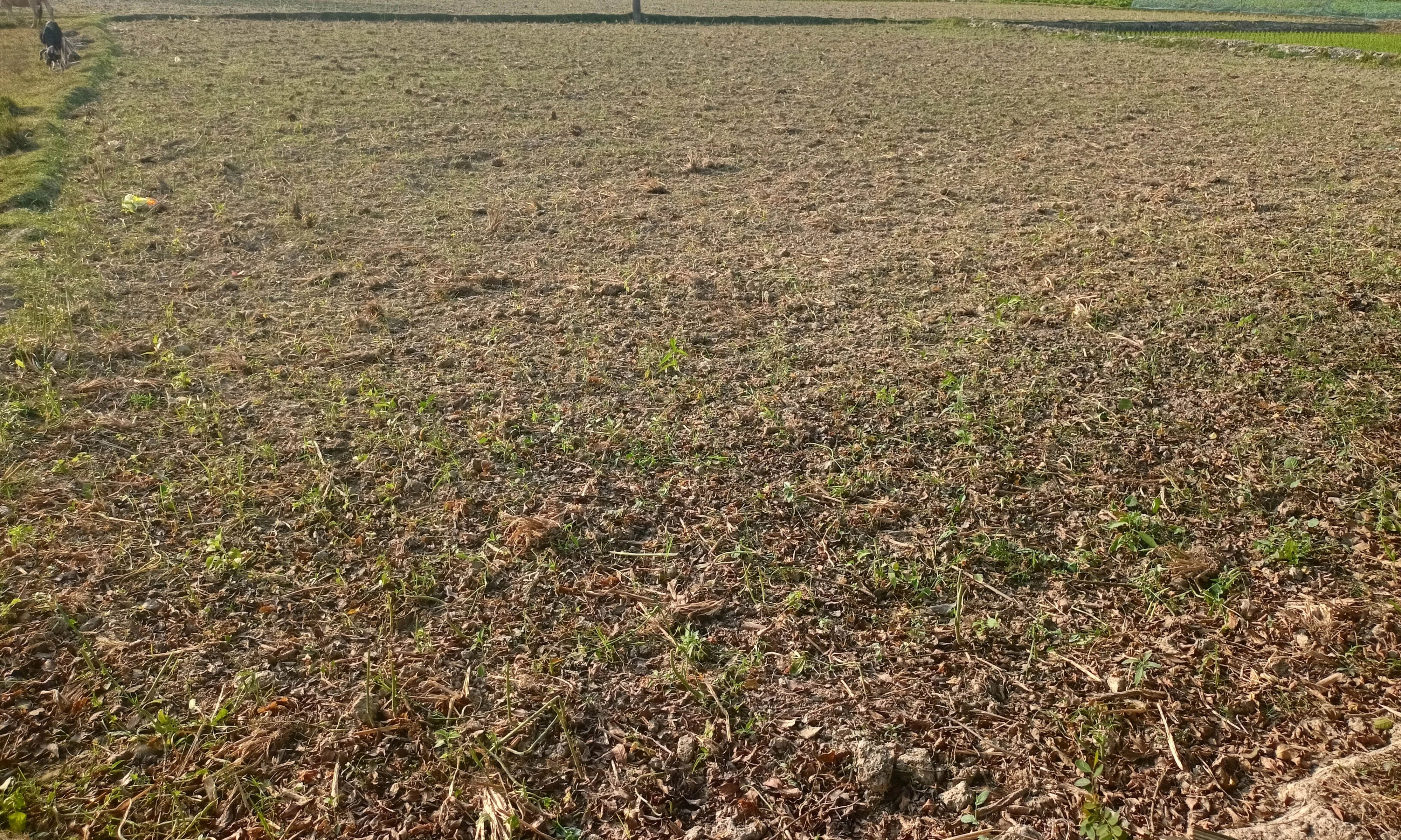 ছবি : রূপালী বাংলাদেশ