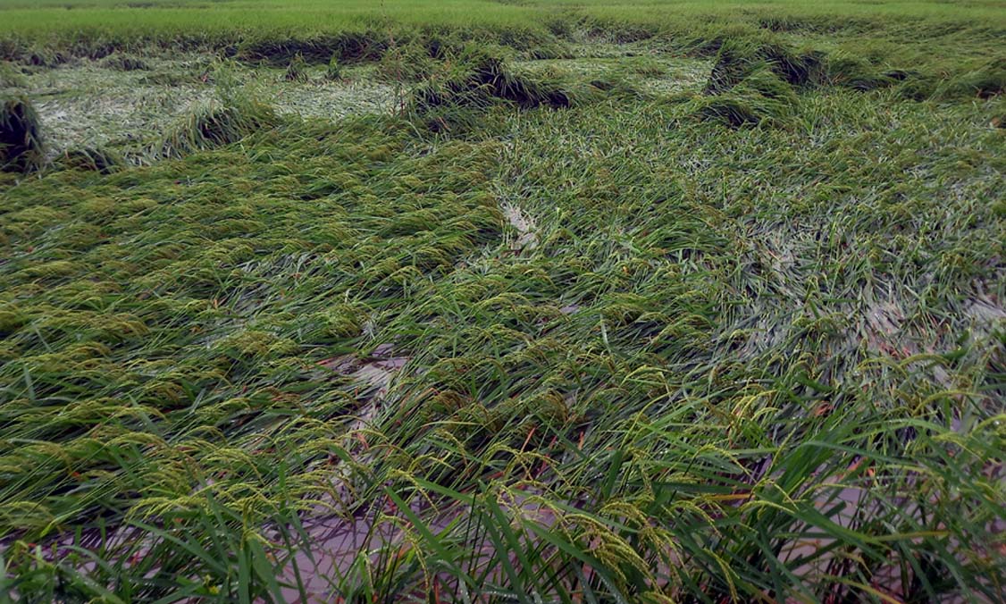 বৃষ্টিতে আমন ধানের ব্যাপক ক্ষতি। ছবি- রূপালী বাংলাদেশ