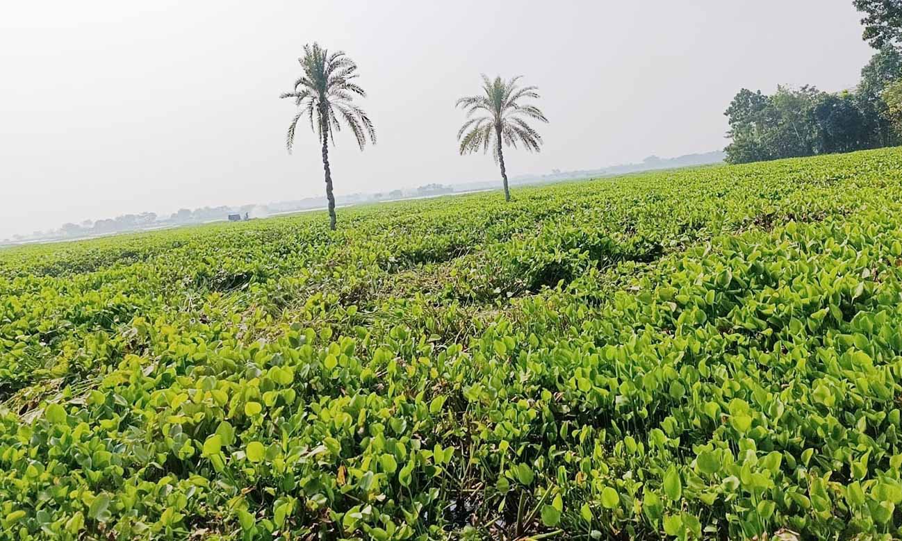 শার্শার ঠেঙামারী বিল: কচুরিপানার আড়ালে হাজার বিঘা চাষের জমি
