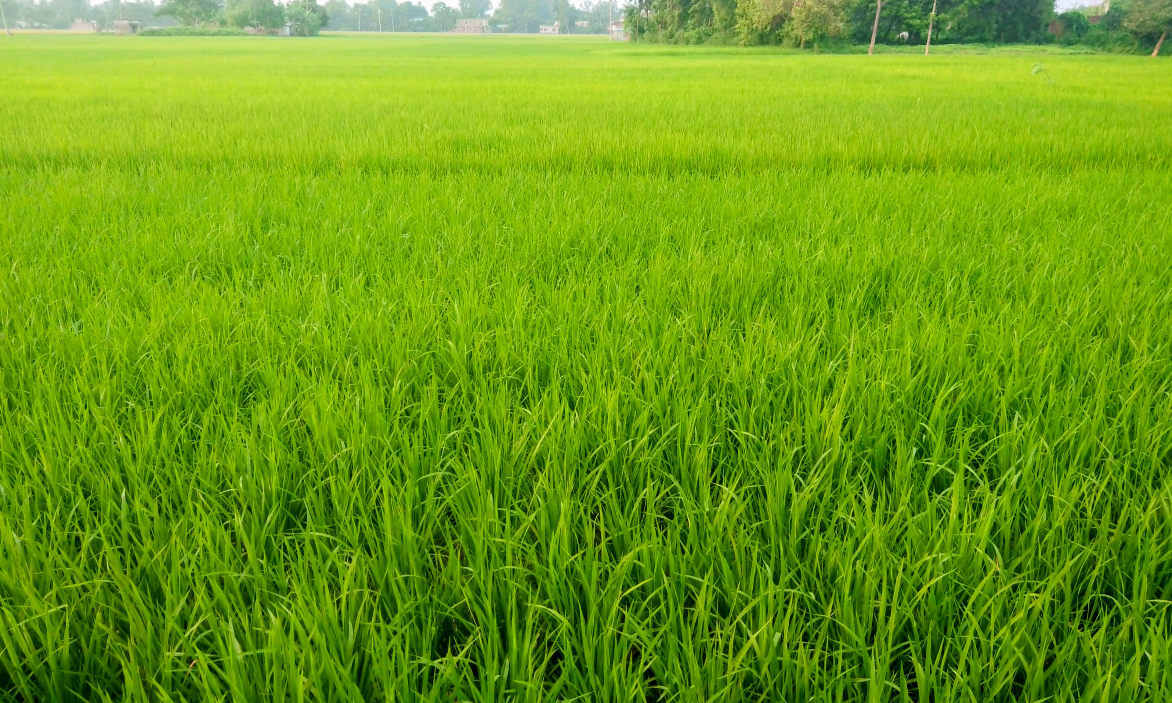 ছবি : রূপালী বাংলাদেশ