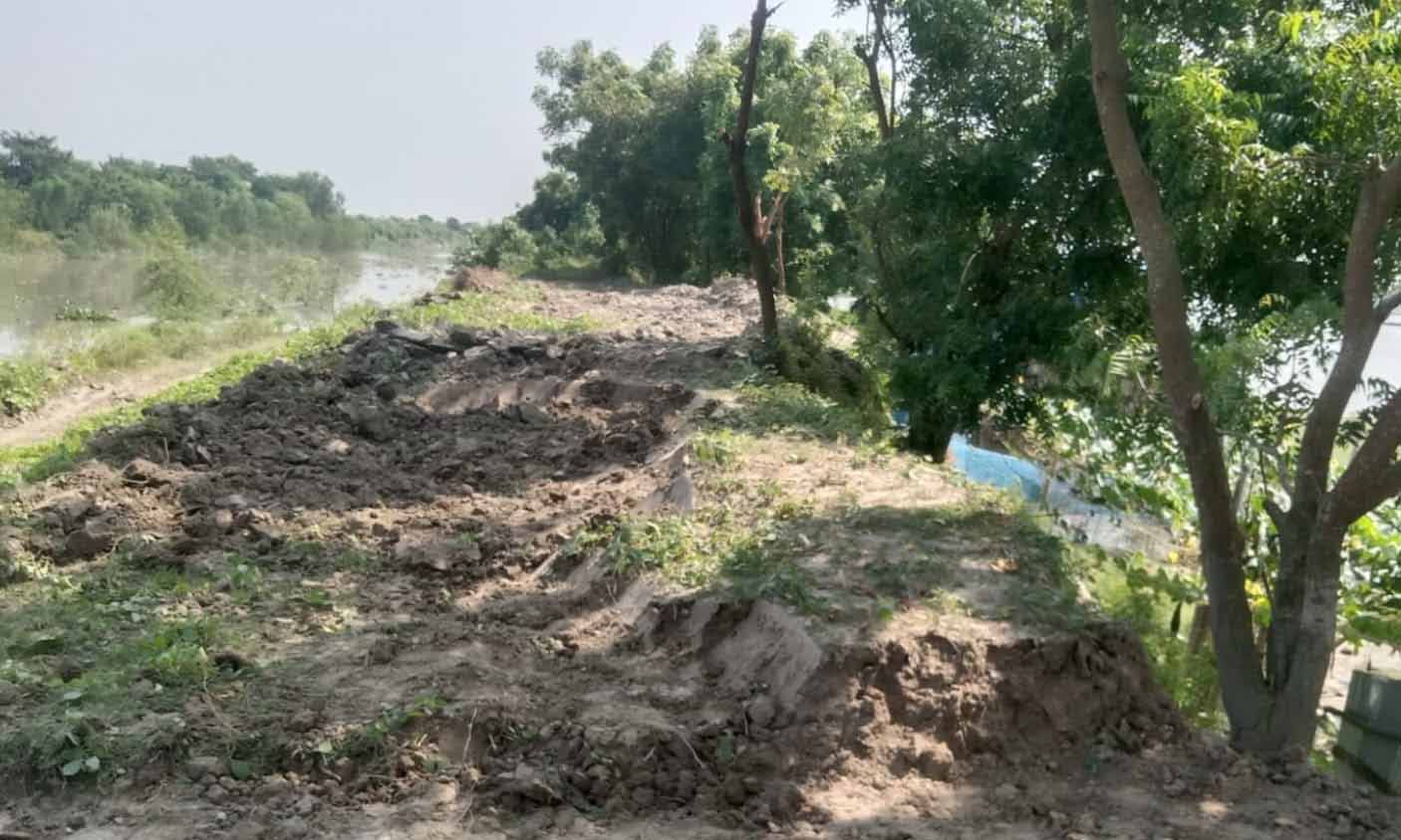 কপোতাক্ষ নদ রক্ষা বাঁধের বনায়নের গাছ ও মাটি কাটার অভিযোগ। ছবি- রূপালী বাংলাদেশ