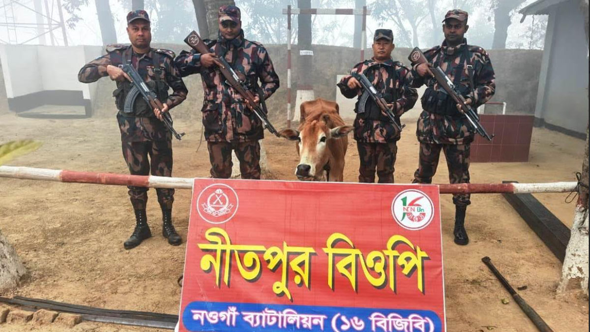 আটক ভারতীয় গরু। ছবি : রূপালী বাংলাদেশ