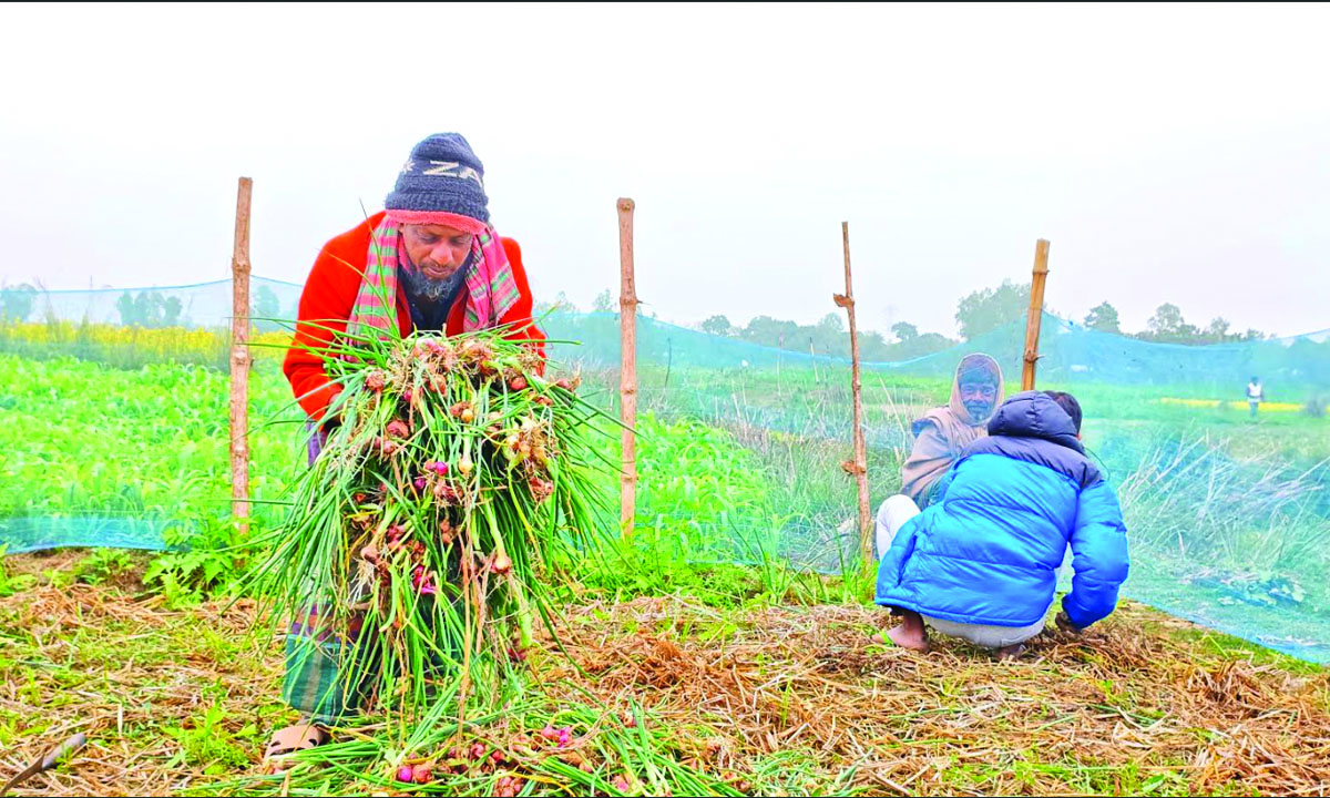 প্রতিকূলতা জয় করে জীবিকার সংগ্রামে মাঠে কাজ করে যাচ্ছেন কৃষকরা। ছবি : সাখাওয়াত হোসেন