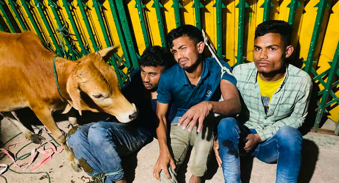 গরুসহ তিন ডাকাত আটক। ছবি : সংগৃহীত