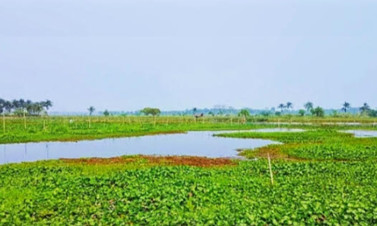 বিলের পানিতে ভাসছে কিছু আগাছা, কচুরিপানা আর শাপলা। ছবি : রূপালী বাংলাদেশ