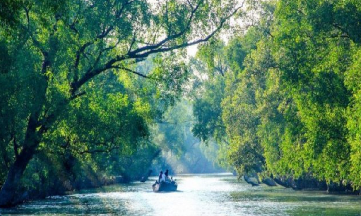 সুন্দরবন। ছবি : সংগৃহীত