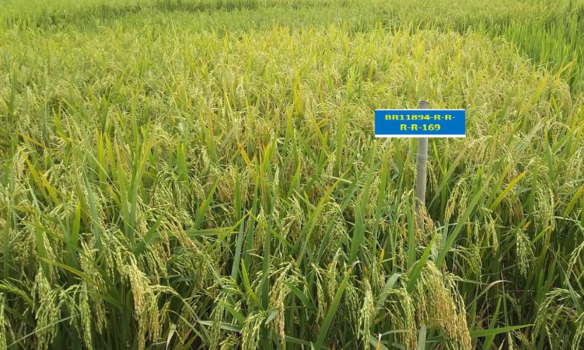 উচ্চ ফলনশীল ধানের জাত। ছবি : রূপালী বাংলাদেশ