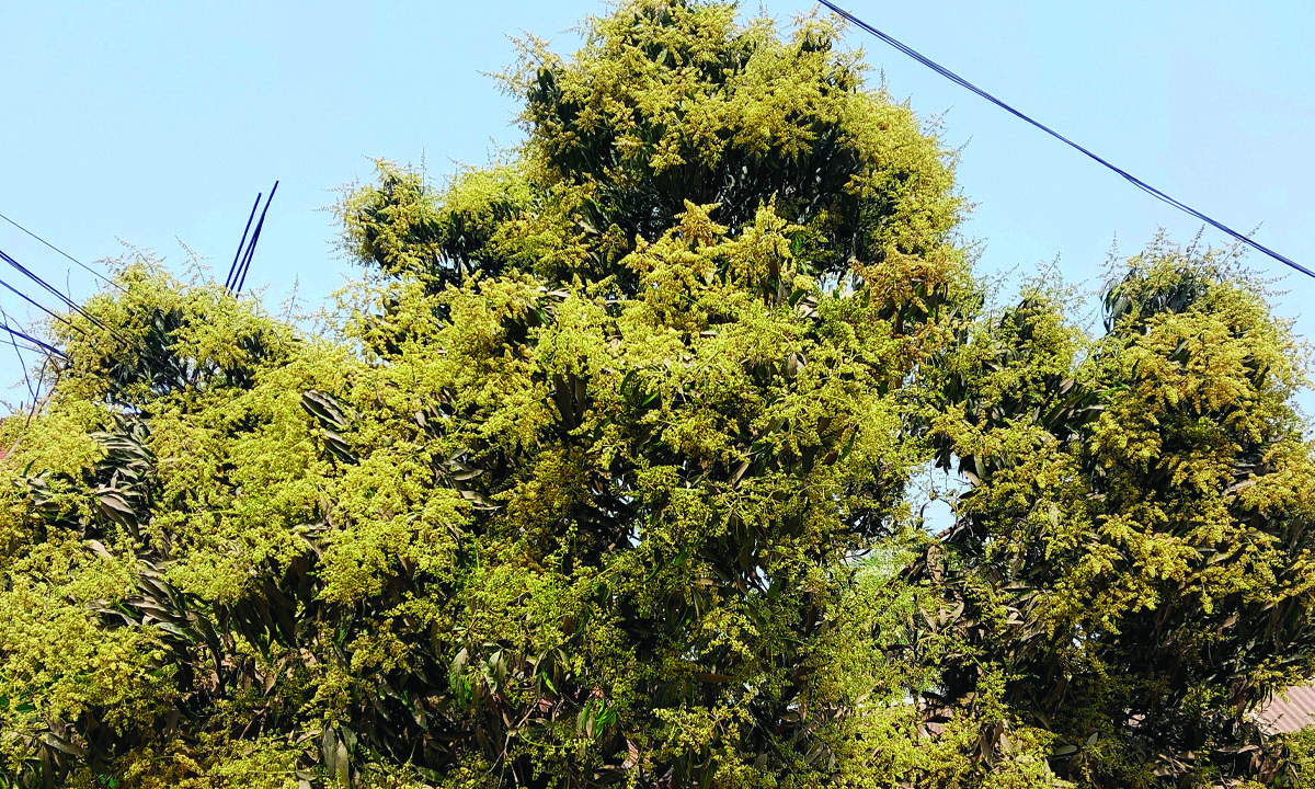 আমের মুকুলের সমারোহ। ছবি : রূপালী বাংলাদেশ