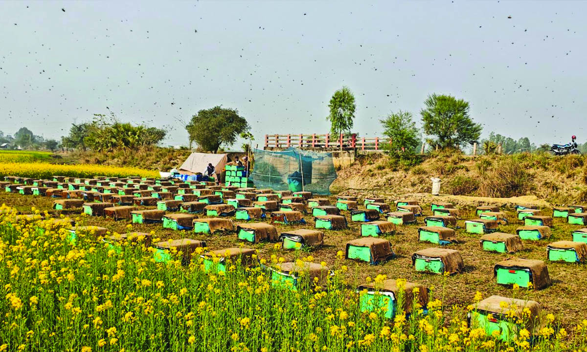 চলনবিল অধ্যুষিত পাবনার ভাঙ্গুড়া উপজেলার সরিষা খেতের পাশে মধু সংগ্রহে ব্যস্ত মৌচাষিরা। ছবি : সাখাওয়াত হোসেন