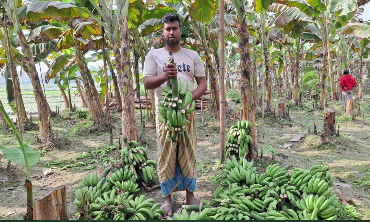 কলার ছড়ি কেটে ফেলেছে দুর্বৃত্তরা। ছবি : রূপালী বাংলাদেশ