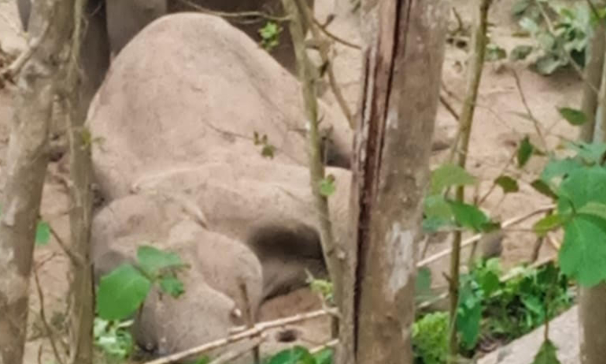 রাঙামাটিতে মৃত হাতির দেহের বিভিন্ন অংশ কেটে নিল দুর্বৃত্তরা
