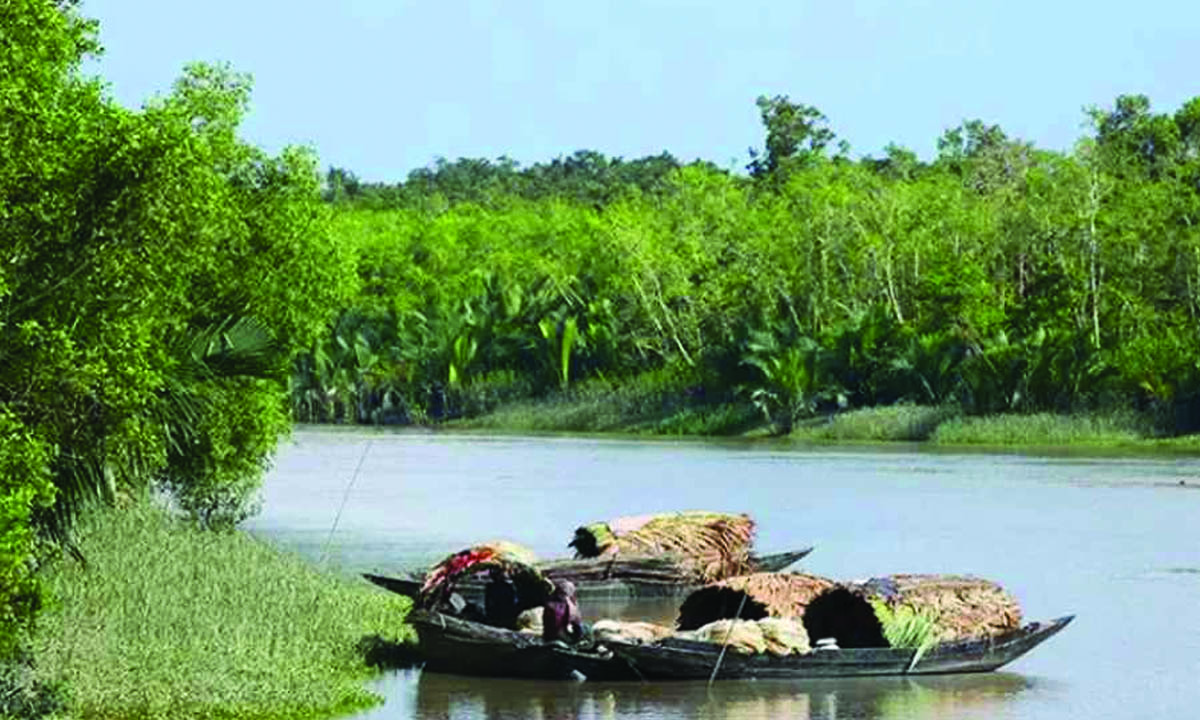 সুন্দরবন। ছবি : সংগৃহীত