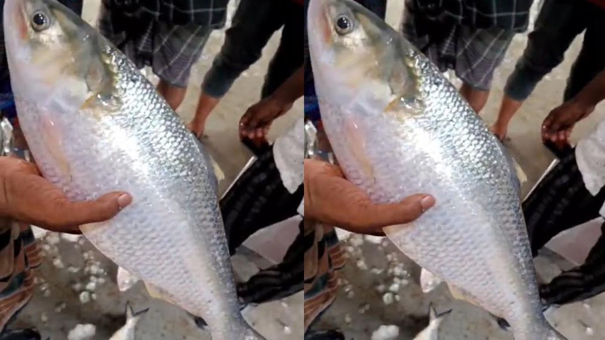 ইলিশ মাছ। ছবি : রূপালী বাংলাদেশ