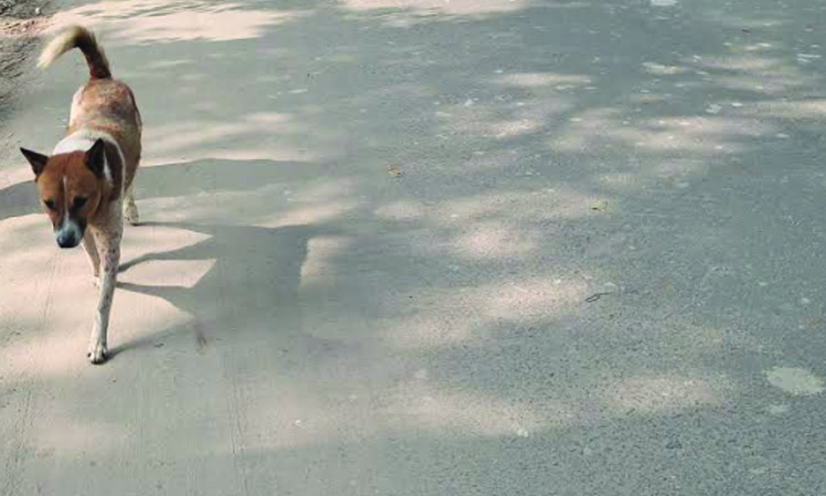 পাগলা কুকুর। ছবি : রূপালী বাংলাদেশ